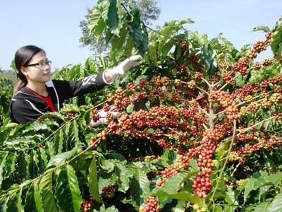 Cà phê tăng giá nhưng nhiều nông dân không còn để bán