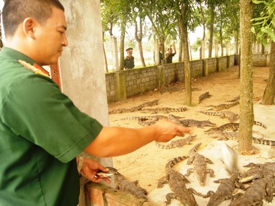 Nhân viên khu tăng gia Trung đoàn Công binh 299 đang cho cá sấu ăn Ảnh: Nguyễn Minh