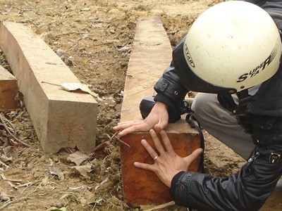 Việc khai thác gỗ ở tiểu khu 715 rừng Hướng Lộc không được giám sát chặt