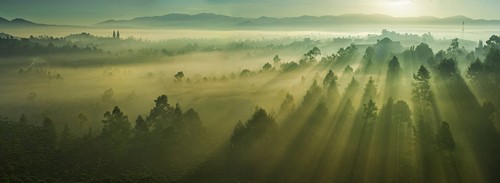 Ngắm 'Sương sớm Bảo Lộc' nhất Khoảnh khắc Việt Nam