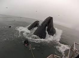 Cá voi suýt nuốt chửng thợ lặn