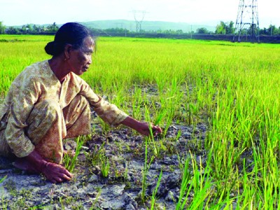 Hạn hán đe dọa đến sản xuất nông nghiệp trên địa bàn TP Đà Nẵng Ảnh: Nguyễn Huy