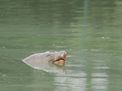 Năm cơ quan cùng quản, hồ Gươm vẫn ô nhiễm