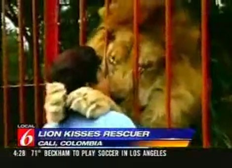 Nụ hôn nóng bỏng giữa người và sư tử