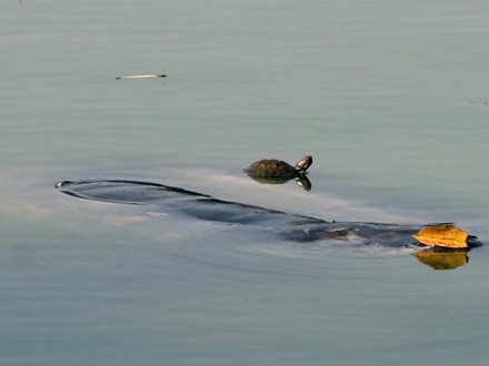 Rùa tai đỏ đe dọa sinh tồn của "Cụ Rùa"