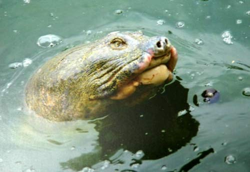 Cụ rùa thứ hai có thể mới được thả vào Hồ Gươm
