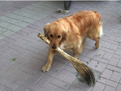 Chú chó thích… quét đường