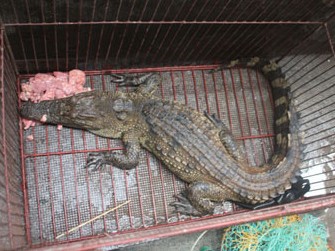 Hà Nội: Bắt được cá sấu trong mương nước