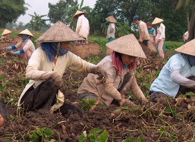 Người Trung Quốc thuê đất Việt Nam trồng... khoai lang