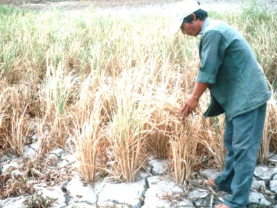 Diện tích đất nông nghiệp hạn hán ở Gia Lai không ngừng gia tăng