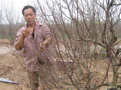 Nhiều cây đào cổ thụ ở Nhật Tân đã được khách thuê