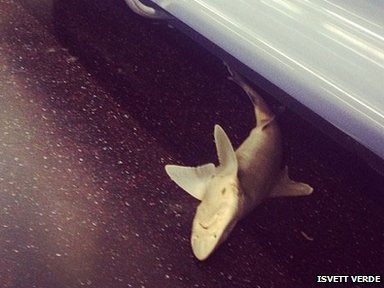 Con cá mập dưới ghế trên tàu điện ngầm ở New York