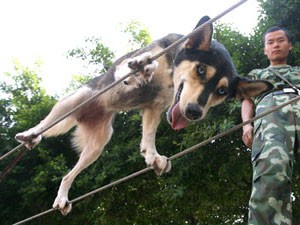 Chó đi thăng bằng trên dây thép