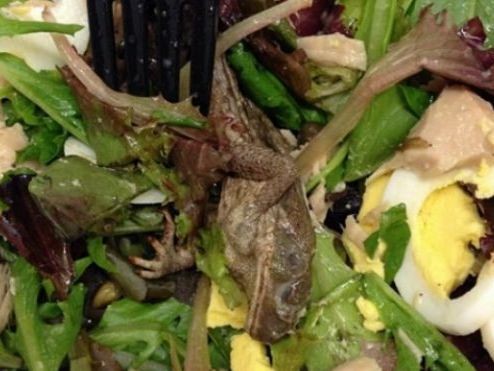 Kinh hoàng phát hiện ếch chết trong món salad