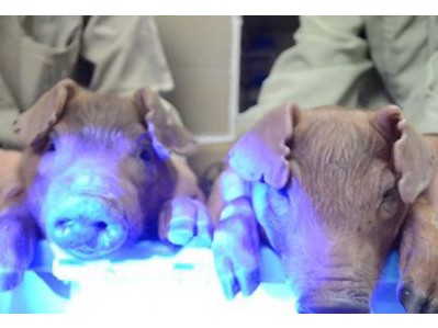 Những chú lợn phát sáng nhờ được DNA của sứa
