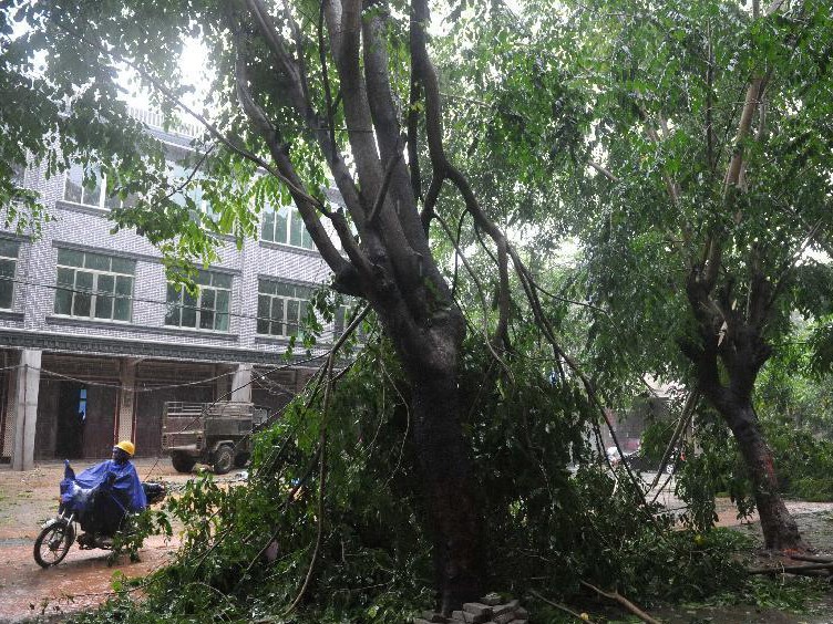 Bão Haiyan khiến cây đổ ở Hải Nam, Trung Quốc