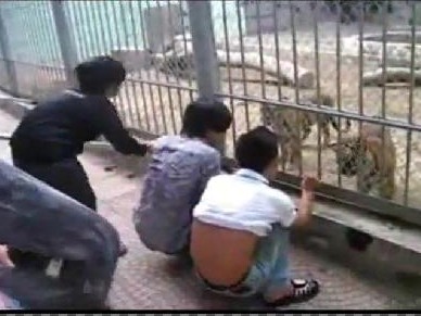 Hà Nội: Teen bạo gan xỉa răng cho hổ