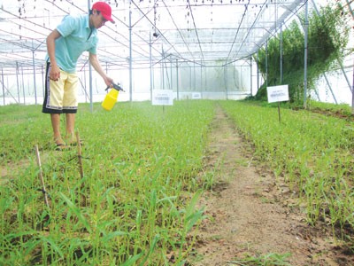 Hãi hùng “công nghệ” trồng rau muống: Mỗi ngày cao... 10 cm