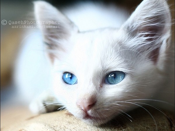 Bí ẩn những con mèo mắt xanh