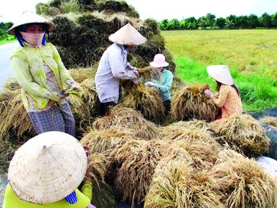 Phụ nữ huyện Cờ Đỏ (Cần Thơ) thu hoạch lúa Hè Thu