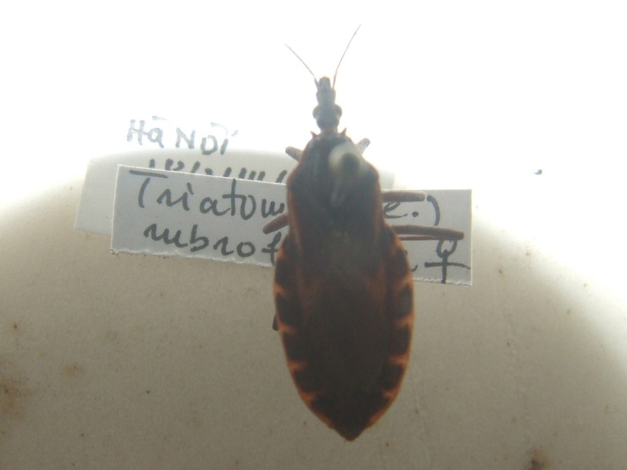 Một con bọ xít hút máu tìm thấy trong một ngôi nhà ở Hà Nội ngày 14-8-2009