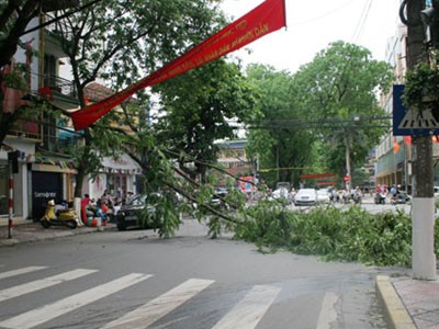 Gió to, cây gãy giữa đường