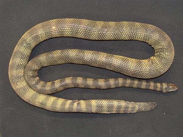 Loài rắn biển độc Hydrophis donaldi. Ảnh: National Geographic