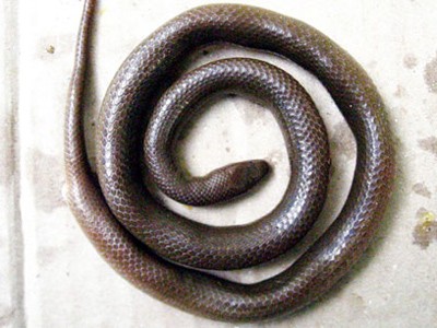 Phát hiện loài rắn mới ở Kon Tum