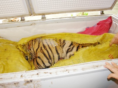 Các nhà bảo tồn cho rằng cần phải tiêu hủy các sản phẩm hổ từ đường dây tiêu thụ động vật hoang dã Ảnh: Mỹ Hằng