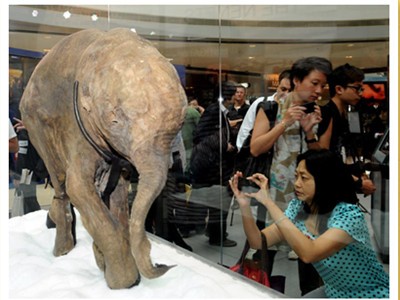 Xác voi ma mút con 10.000 năm tuổi