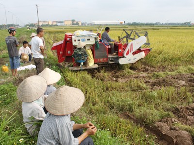 Xem máy gặt liên hợp ở Phúc Thọ Ảnh: T.V