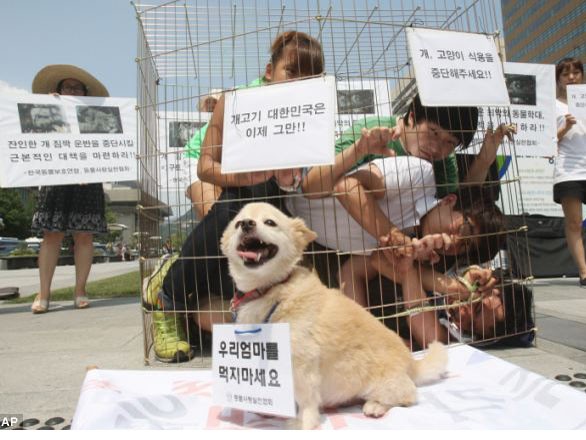 Các nhà hoạt động tự nhốt mình trong lồng sắt để phản đối ăn thịt chó