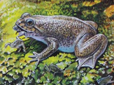 Nhân bản loài ếch sinh sản từ miệng đã tuyệt chủng