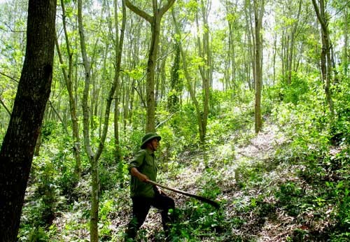 Khánh Hòa: Bảo vệ rừng bắn người
