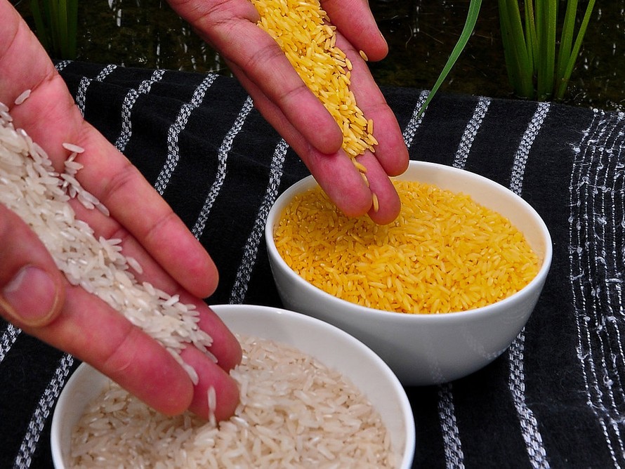 Loại gạo này được coi là một giải pháp cho vấn đề thiếu vitamin A ở trẻ em