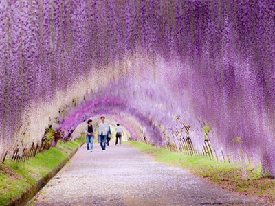 ‘Đường hầm’ hoa tình yêu lãng mạn ở Nhật Bản