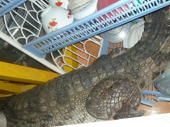 Cá sấu sổng chuồng 'đại náo' cửa Phật