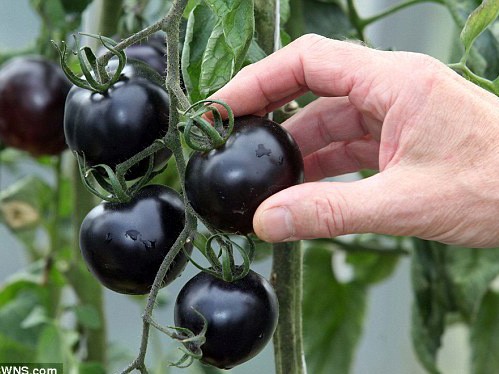 Giống cà chua đen lần đầu tiên được trồng tại Anh