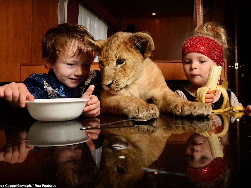 Ấn tượng ảnh em bé cùng sư tử