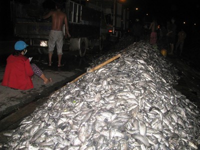 Vớt hàng đống cá chết để bán