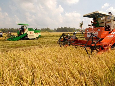 Nông dân ĐBSCL đã thu hoạch lúa bằng máy khoảng 30% diện tích
