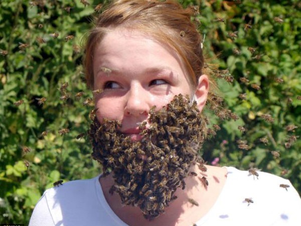 Bộ râu bằng… ong