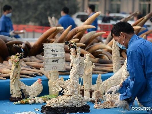 Trung Quốc tiêu hủy hơn 6 tấn ngà voi