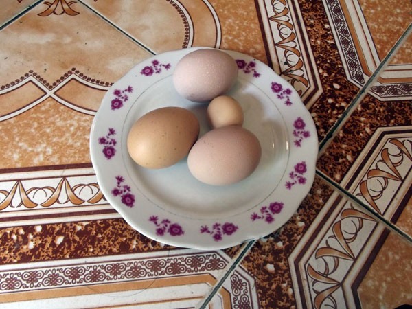 Quà trứng gà lạ lọt thỏm giữa các quả trứng gà khác