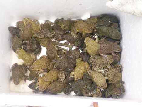 Tiêu hủy gần nửa tấn cá, ếch từ Trung Quốc tuồn về Hà Nội
