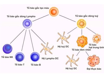 Miễn dịch sinh học phương pháp hỗ trợ toàn diện trong điều trị ung thư