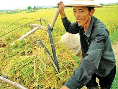 Xuất khẩu gạo hàng đầu thế giới: Nông dân vẫn nghèo