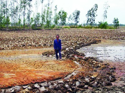 Một cánh đồng lúa bị nhiễm mặn do nuôi tôm cận kề, ở huyện An Biên, Kiên Giang Ảnh: Hồng Lĩnh