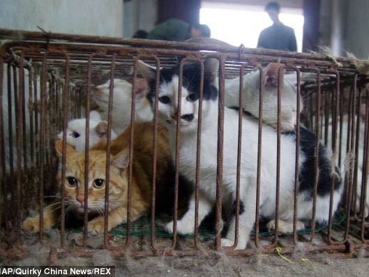 Những con mèo bị nhốt trong lồng được phát hiện tại lò giết mổ ở thành phố Hoài An, Trung Quốc