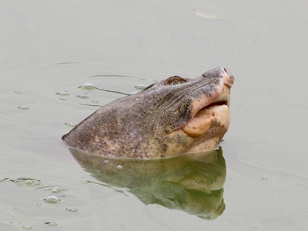 'Cụ' rùa nổi nhiều giờ đồng hồ tại Hồ Gươm